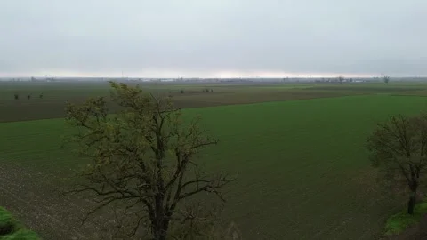 Flying in the trees? Vidéo 294999693