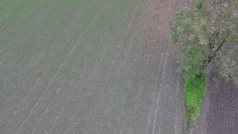 Flying in the trees? Vidéo 294999748