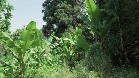 Flying in the tropical rainforest. Georgia Stock Footage 84715053