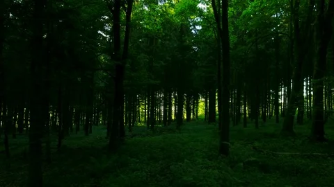 Flying trough a beautiful forest Stock Footage 108854085