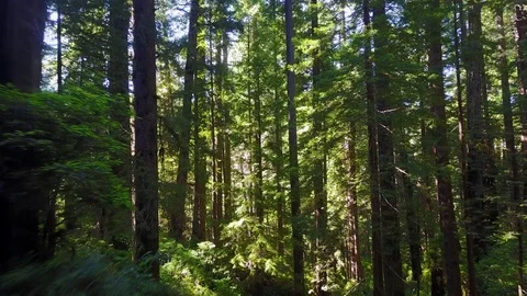 Flying trough Beautiful Forest Trees Close Up 4k Video stock 79740834