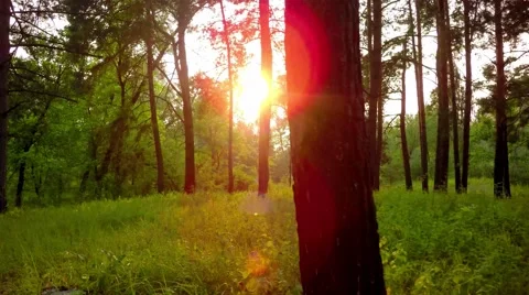 Flying trough forest Stock Footage 65879174