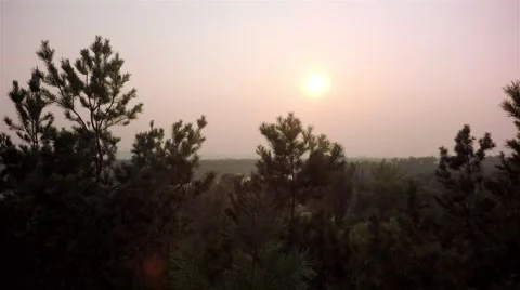 Flying trough forest Stock Footage 65879317