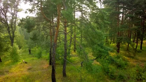 Flying trough forest Stock Footage 65879424