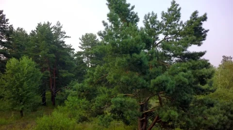 Flying trough forest 스톡 동영상 65879500