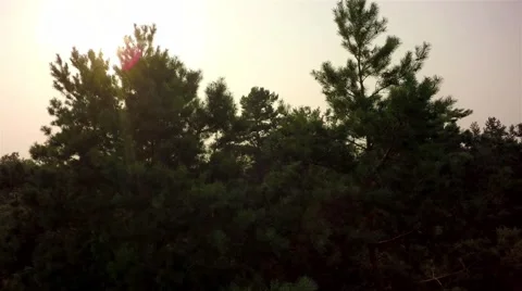 Flying trough forest Stock Footage 65879541