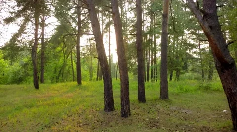 Flying trough forest 스톡 동영상 65879566