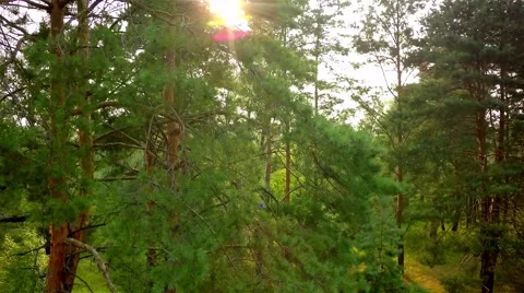 Flying trough forest 스톡 동영상 65879823