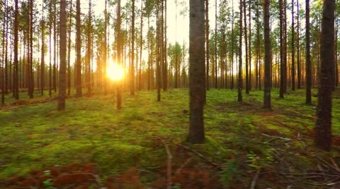 Flying trough forest at low altitude. Aerial footage. Right to left. Stock Footage 54699597