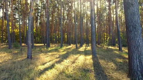 Flying trough forest. tree woods. sun flare. nature background Stock Footage 129903367