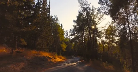 Flying trough forest trees. trees silhouette sun flare sunset. nature background Stock Footage 90012733