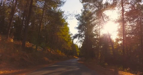 Flying trough forest trees. trees silhouette sun flare sunset. nature background Stock Footage 90012767