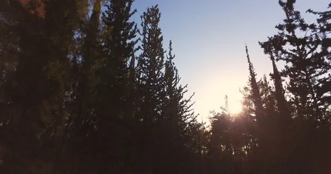 Flying trough forest trees. trees silhouette sun flare sunset. nature background Stock Footage 90012865