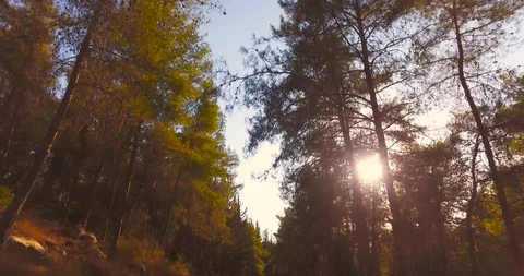 Flying trough forest trees. trees silhouette sun flare sunset. nature background Stock Footage 90012878