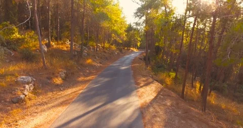 Flying trough forest trees. trees silhouette sun flare sunset. nature background Stock Footage 90012921