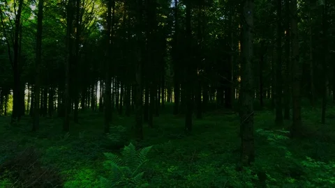 Flying trough green forest Stock Footage 108863672