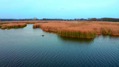 Flying trough river of reed Stock Footage 132859048