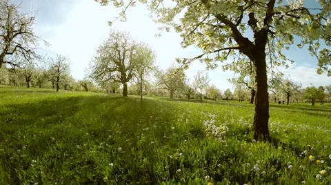Flying trough spring trees. silhouette. springtime. sun flare light. nature Stock Footage 38276085