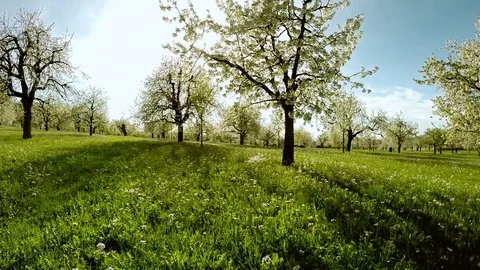 Flying trough spring trees silhouette springtime sun flare light nature Stock Footage 74089071