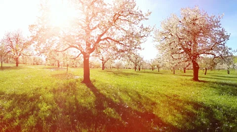 Flying trough spring trees. sunset summertime. spring trees background Stock Footage 38273016