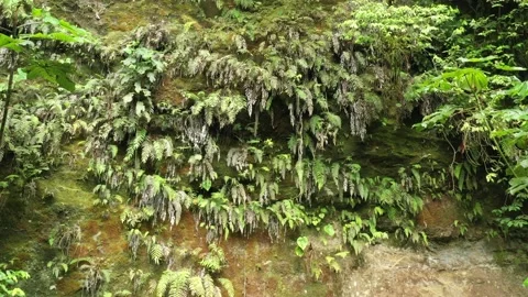Flying up with turns to avoid the many branches next to a cliff Stock Footage 142746798