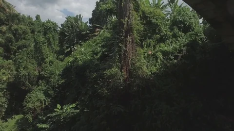 Flying from under the bridge drone shot in Ubud, Bali. Stock Footage 79671173