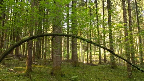 Flying under croocked green tree in forest 動画素材 129152181