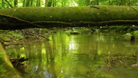 Flying under fallen tree close to the water Stock Footage 226807736