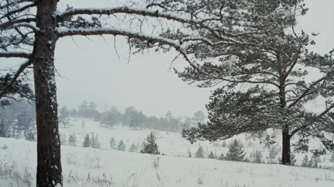 Flying under the sprawling branch of a pine tree in the snowfall in the fog Stock Footage 223710540