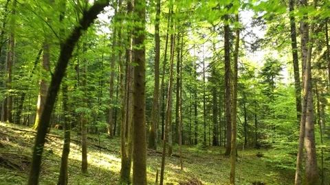 Flying under tree in sunny forest drone shot Video stock 340590860