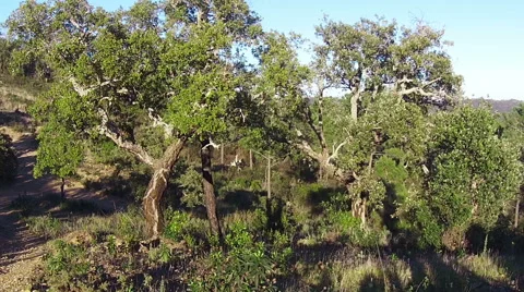 Flying Under the Trees in Forest Stock Footage 46197407