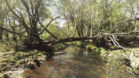 Flying Upstream - New Forest Stock Footage 153977462