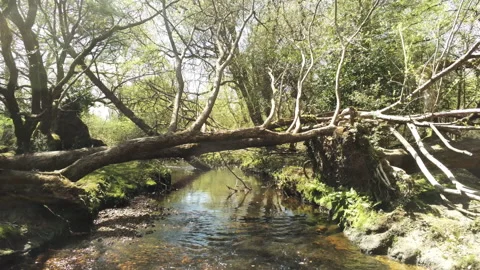Flying Upstream - New Forest Stock Footage 153978644