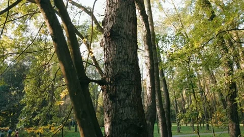 Flying upwards, close up of tree in the park Video stock 195942260
