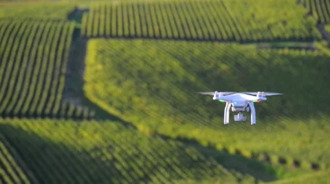 Flying utility drone over wineyard Stock Footage 56907860
