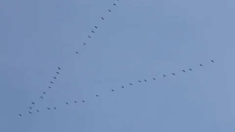 Flying V of Geese Vídeo Stock 79586897