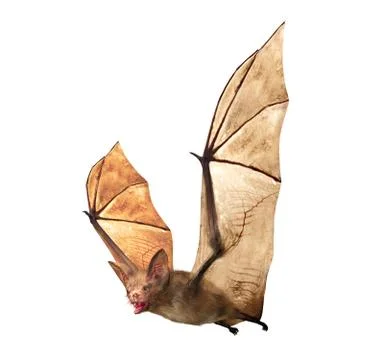 Flying Vampire bat isolated on white background Stock Illustration