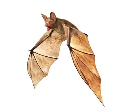 Flying Vampire bat isolated on white background Stock Illustration