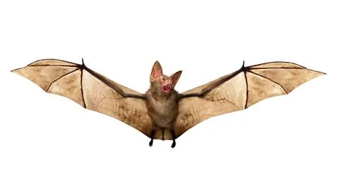 Flying Vampire bat isolated on white background Stock Illustration