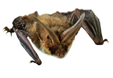 Flying Vampire bat isolated on white background 스톡 사진