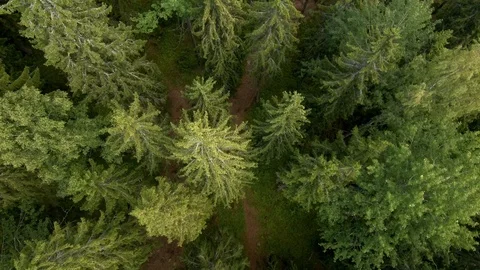 Flying vertically over the tops of trees in the forest, among pines and paths Stock Footage 124453221