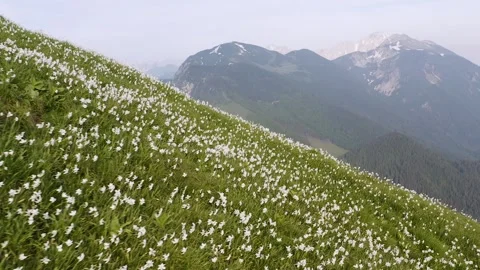 Flying Very Close Just Over Daffodil Meadow On Top Of The Golica Hill. Stock Footage 250416443