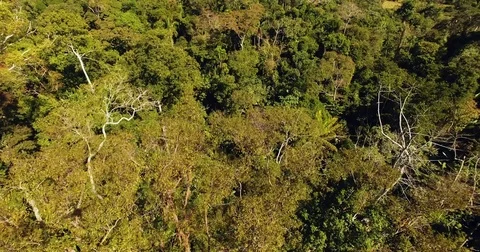 Flying very close to the trees in the Amazon forest Stock Footage