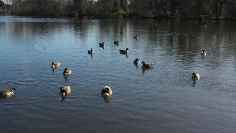 FLYING VERY LOW OVER DUCKS IN A POND AERIAL Stock Footage 150159730
