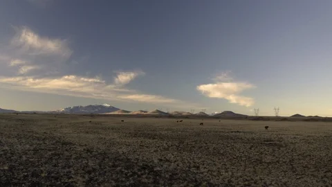 Flying very low through small herd of cattle grazing in the desert with mountain Stock Footage 124875949