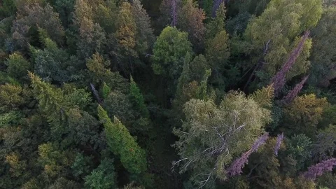 Flying up view from above of autumn mountain forest Stock Footage 75473236