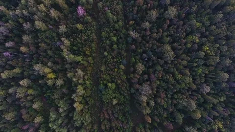 Flying up view from above of autumn mountain forest Stock Footage 75473389