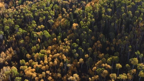 Flying view of forest Stock Footage 106365573