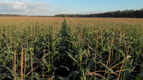 Flying view over corn sprouts Stock Footage 138469737