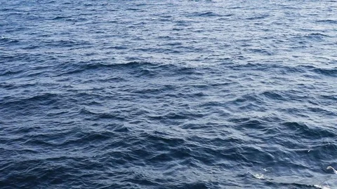 Flying view with seagulls of a sea surface. Stock Footage 77365884